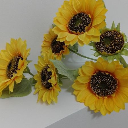 Girasole Grazioli 47 Bed & Breakfast Trento Ngoại thất bức ảnh